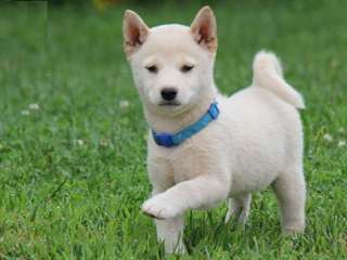 Magnifique Chiot Shiba inu