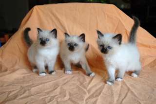 3 bébés sacré de Birmanie loof