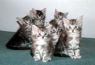 A VENDRE CHATONS MAIN COON LOOF