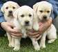 adorables chiots labrador - photo 1