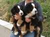 Irresistible chiots Bouvier Bernois Non Lof - photo 1
