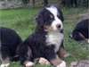 Irresistible chiots Bouvier Bernois Non Lof - photo 2