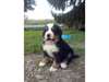 Irresistible chiots Bouvier Bernois Non Lof - photo 3