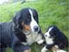 Irresistible chiots Bouvier Bernois Non Lof - photo 4