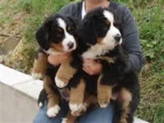 Irresistible chiots Bouvier Bernois Non Lof