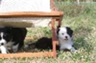 Berger australien disponible