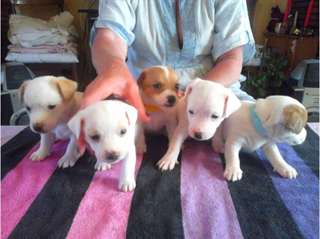 chiots jack russell