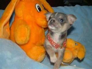 super chiot chihuahua bleu tricolor