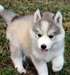 Super chiots Husky Sebarian - photo 2