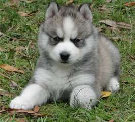 Super chiots Husky Sebarian