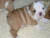 Chiots charmant bouledogue anglais - photo 1