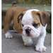 Chiots charmant bouledogue anglais - photo 2
