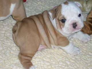 Chiots charmant bouledogue anglais