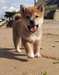 Chiots Shiba Inu Male &amp; femelle - photo 1