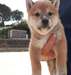 Chiots Shiba Inu Male &amp; femelle - photo 2