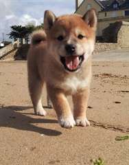Chiots Shiba Inu Male &amp; femelle