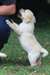 Magnifiques chiots Labrador contre bon soins - photo 2