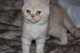 beaux chatons persans