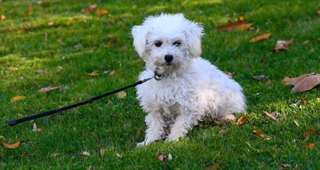 Doux Male &amp; femelle chiots bichon frise disponible