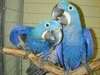Perroquets Macaw et  hyacinthe à vendre. - photo 1