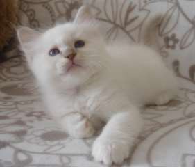 jolie port&#233;e de chatons sacre de birmanie