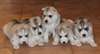 Chiots husky sib&#233;rien disponibles. - photo 1