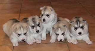 Chiots husky sibérien disponibles.