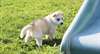 Chiots husky sibérien disponibles. - photo 1