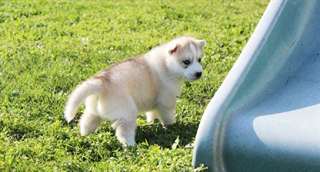 Chiots husky sibérien disponibles.