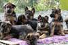 chiots berger allemand lof - photo 1