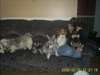 Pension pour chiens et toilettage - photo 2