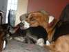 Pension pour chiens et toilettage - photo 3