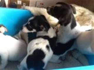 Les chiots Parson Jack Russell Terrier