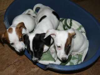 Magnifiques chiots Jack Russell disponibles de sui