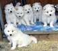 Chiots  samoyède - photo 1
