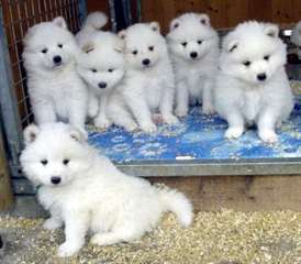 Chiots  samoyède