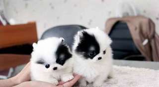 Chiots poméraniens blanc et noire