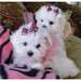chiots Bichon maltais - photo 1