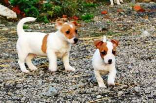 urgent chiots jack russell a donner