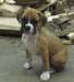 Chiots boxer Pure Race Mâle et Femelle a adopter - photo 1