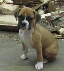 Chiots boxer Pure Race Mâle et Femelle a adopter