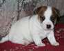 charming Jack Rusell terrier puppies for a - photo 1