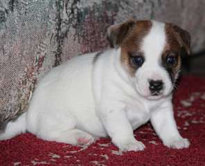 charming Jack Rusell terrier puppies for a