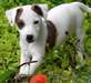 Magnifiques chiots jack russell - photo 2
