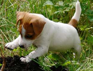 Magnifiques chiots jack russell