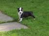 Chiots American Staffordshire Terrier - photo 3