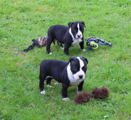 Chiots American Staffordshire Terrier