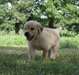 Magnifiques chiots golden retriever - photo 2