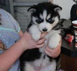 ( merveilleux cadeau ) chiots husky