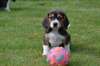 Chiots Beagle, très beau - photo 3